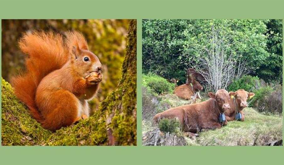 Llyn Brenig Wildlife Bonanza