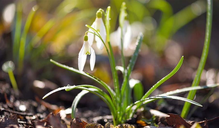 Snowdrop Planting at Bodnant Garden