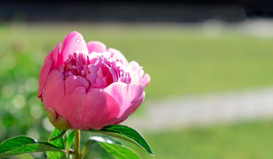 Garden Tour - 'Peonies' at Bodysgallen Hall & Spa