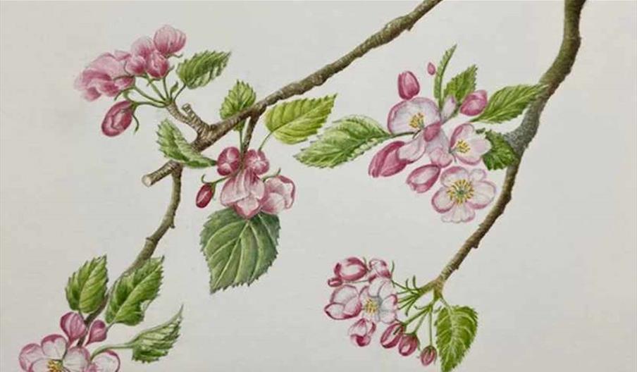 Watercolour Painting Day with Sheila Corner at Bodysgallen Hall & Spa