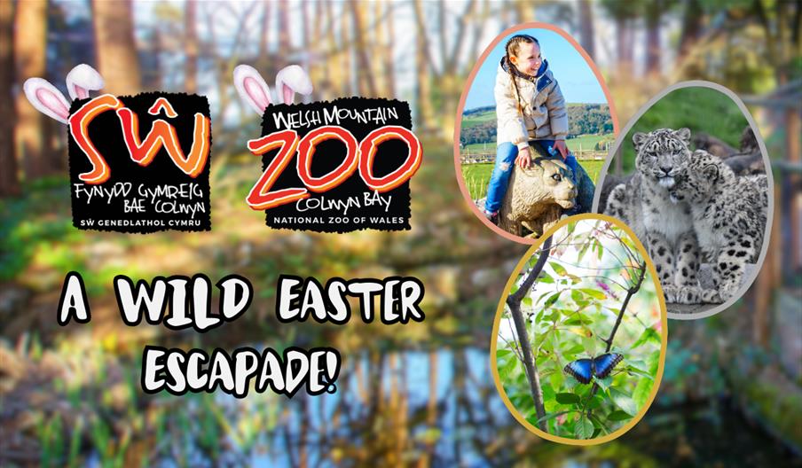 A Wild Easter Escapade! At The Welsh Mountain Zoo