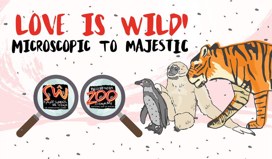 Love is Wild! - Microscopic to Majestic at the Welsh Mountain Zoo