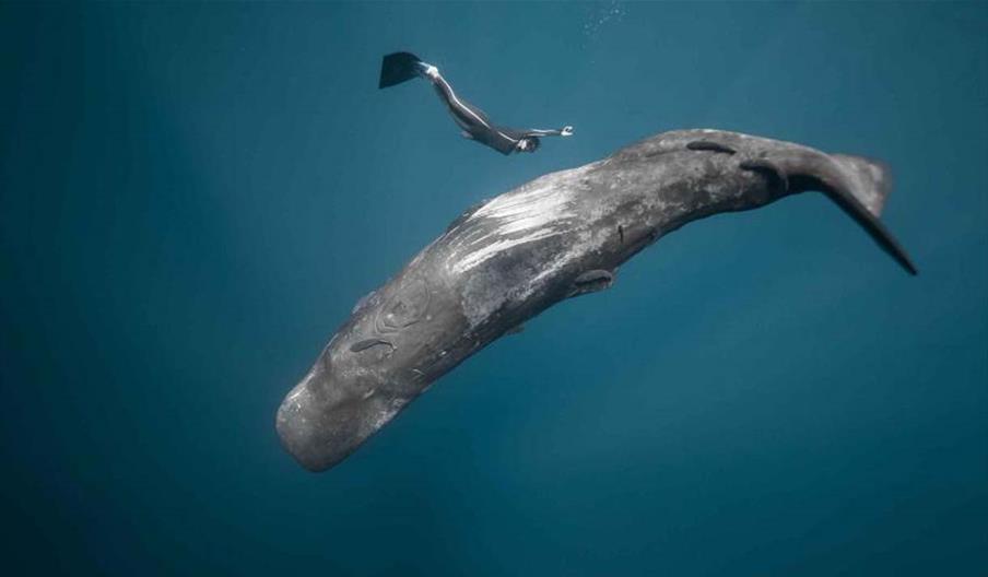 Ocean Film Festival at Venue Cymru