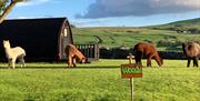 Llwyn Onn Glamping