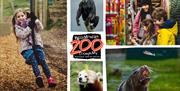 Welsh Mountain Zoo